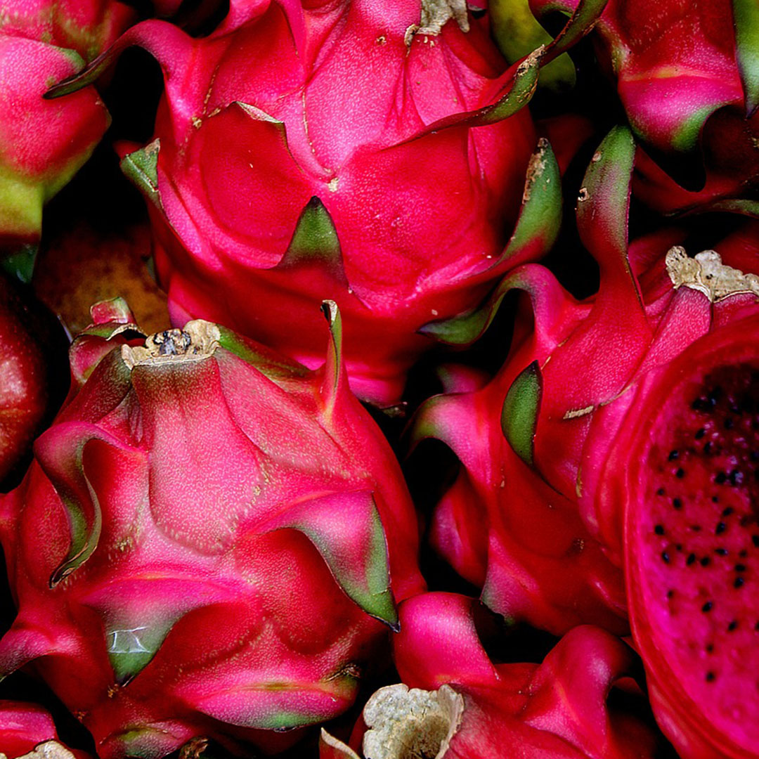 Vietnam Red Dragon